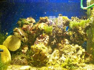 gallery_10135_460_693339.jpg