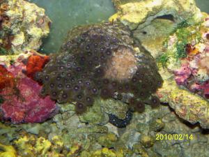gallery_10135_460_847259.jpg