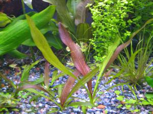 gallery_10157_469_628803.jpg