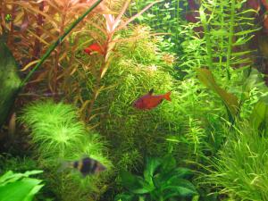 gallery_10157_469_630433.jpg