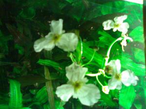 gallery_4725_178_250274.jpg