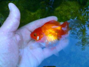 gallery_4725_178_89900.jpg