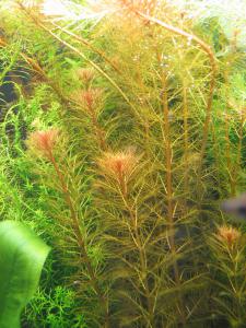 gallery_10157_469_1209516.jpg