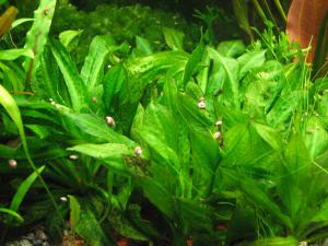 gallery_10157_469_1302402.jpg