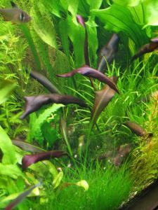 gallery_10157_469_160089.jpg