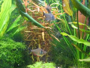 gallery_10157_469_1641335.jpg