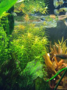 gallery_10157_469_17154.jpg