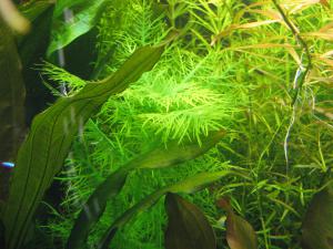 gallery_10157_469_718631.jpg