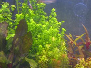 gallery_10157_469_813724.jpg