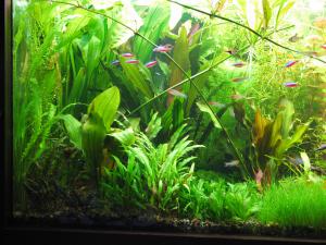 gallery_10157_472_939655.jpg