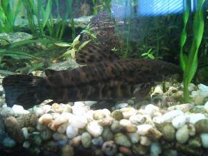 gallery_2408_476_293441.jpg