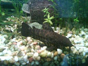 gallery_2408_476_374925.jpg
