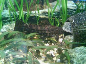 gallery_2408_476_635658.jpg