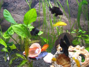 gallery_8598_440_1303635.jpg