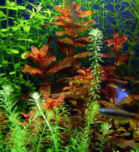 gallery_4218_491_132938.jpg