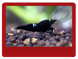 gallery_6045_502_2796.png