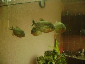 gallery_2887_497_95906.jpg