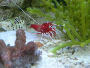 gallery_10120_537_1765376.jpg