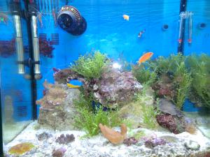 gallery_10120_537_736059.jpg