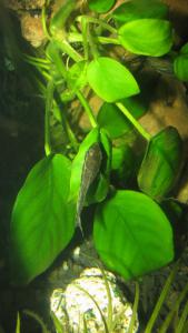 gallery_10949_540_130545.jpg