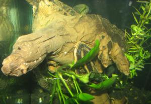 gallery_10949_540_4794.jpg