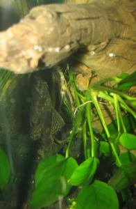 gallery_10949_540_707851.jpg