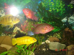 gallery_4003_344_373688.jpg