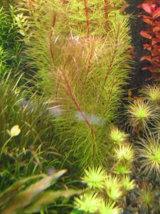 gallery_10157_557_150304.jpg