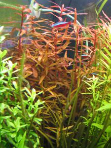 gallery_10157_557_61357.jpg
