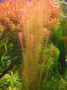 gallery_10157_557_68723.jpg