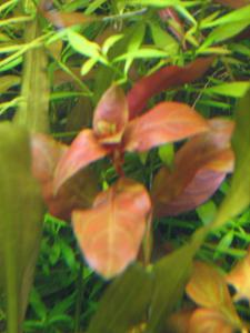 gallery_10157_557_823654.jpg