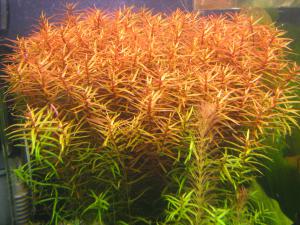 gallery_10157_557_932513.jpg