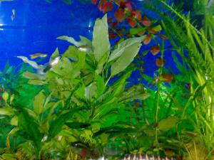 gallery_11300_550_265885.jpg