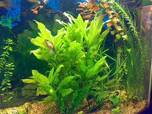 gallery_11300_550_353998.jpg