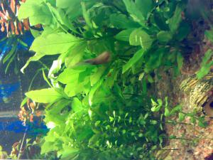 gallery_11300_550_531560.jpg