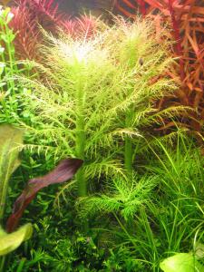 gallery_10157_557_1181653.jpg