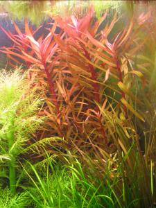 gallery_10157_557_409397.jpg