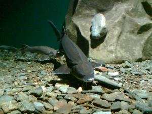 gallery_11302_560_1526.jpg