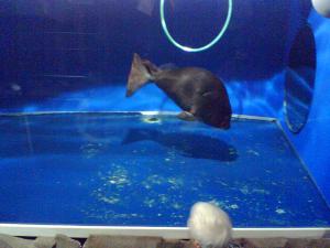gallery_11302_560_251236.jpg