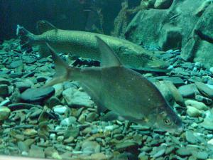 gallery_11302_560_28657.jpg