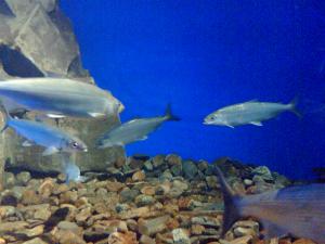 gallery_11302_560_332937.jpg