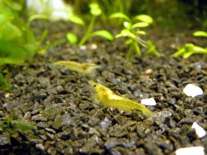 gallery_4663_566_3431548.jpg