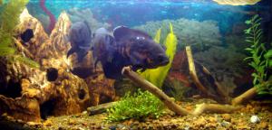 gallery_8087_558_85178.jpg