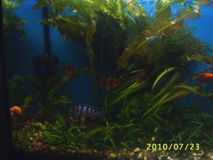 gallery_8562_565_116836.jpg