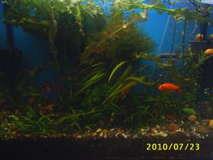 gallery_8562_565_696396.jpg