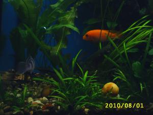 gallery_8562_565_805736.jpg