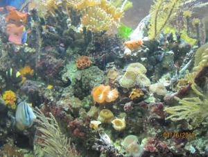 gallery_11414_572_104212.jpg