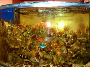 gallery_11414_572_321615.jpg