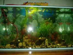 gallery_9229_382_507344.jpg