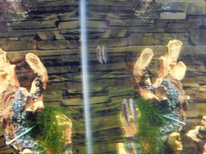 gallery_11427_581_121989.jpg